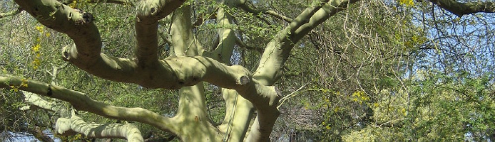 The Flourishing Tree