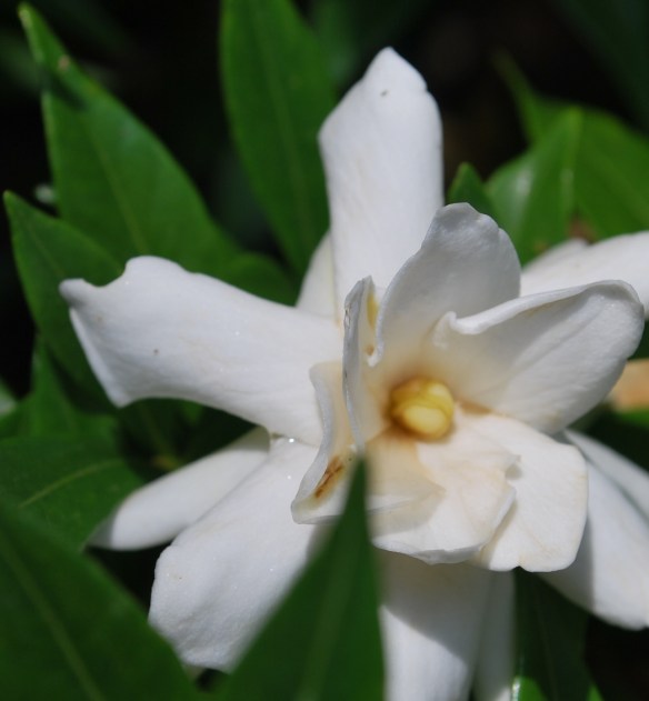 gardenia2