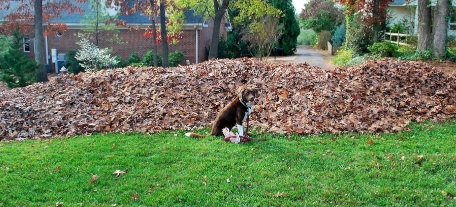 2011leafpile
