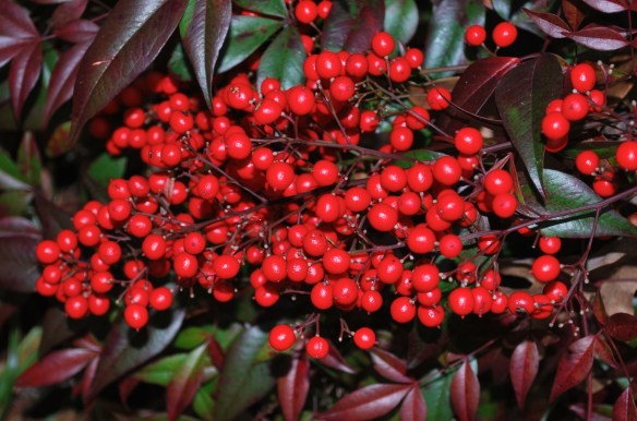 A profusion of nandina berries in my yard