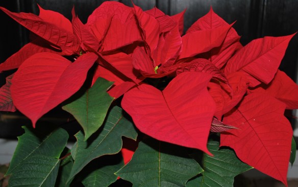 poinsettiablooming