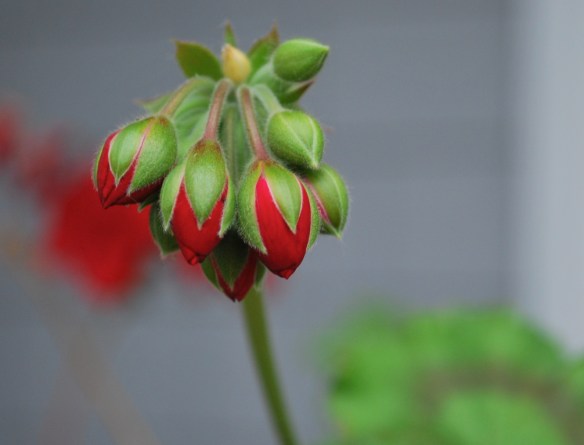 Geranium buds