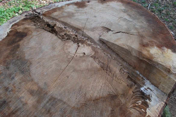 treestumptopview2013