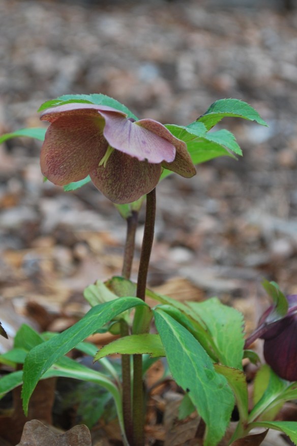 LentenRoses2013_2