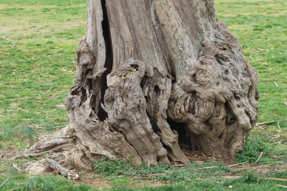 NashvilleCentennialParkTreeRoots2013