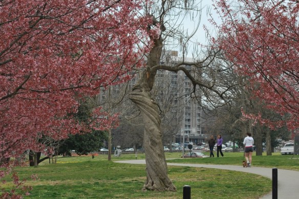 Springtreeswintertrees2013
