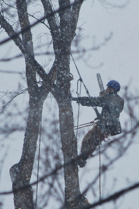 TreeCutting2013_11