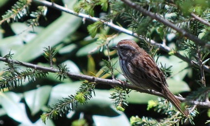 Abeautifulsinger2013