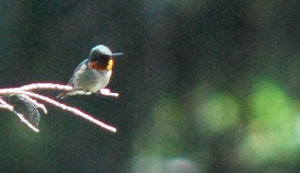 Asmallerdinnerguest2013