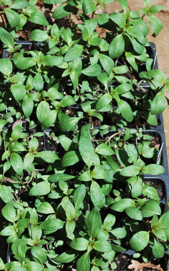 A flat of baby snapdragons