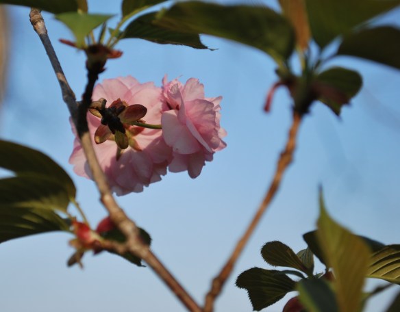 cherryblossoms2013_2