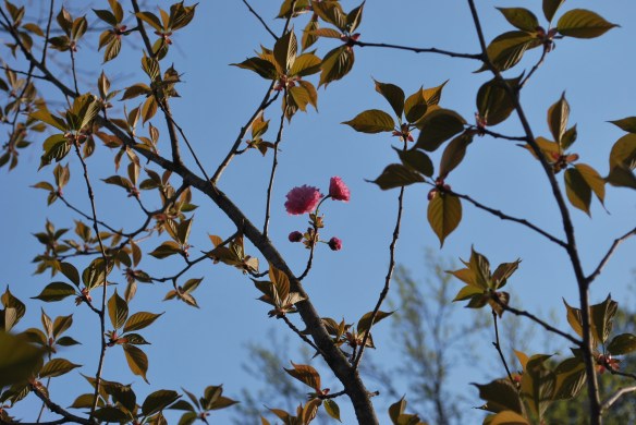 cherrytreeleavesandblooms2013