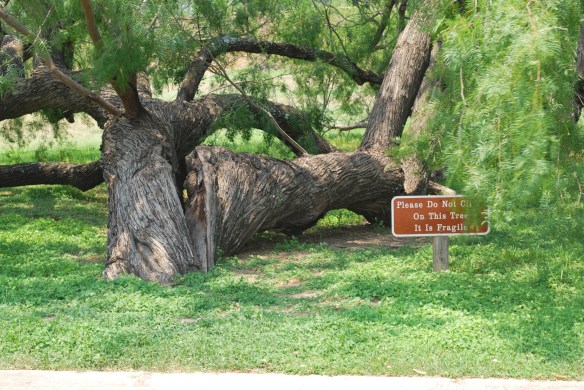 fragiletreeatmissionsanjose2013