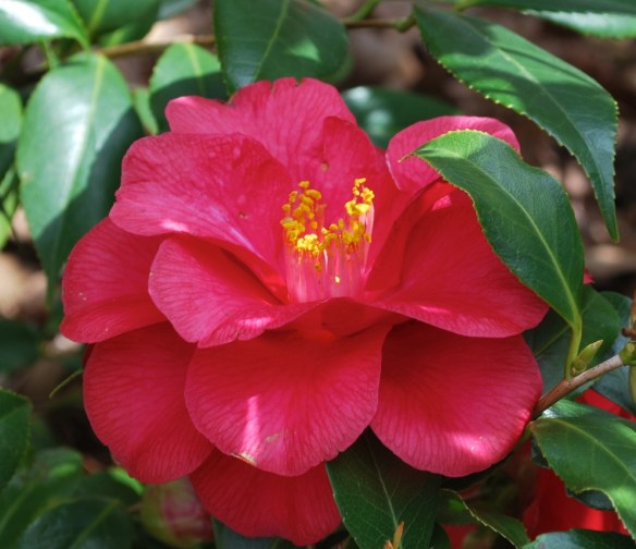 redcamelliabloom2013