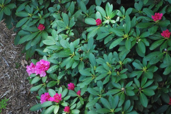 Temptingtohummingbirds2013