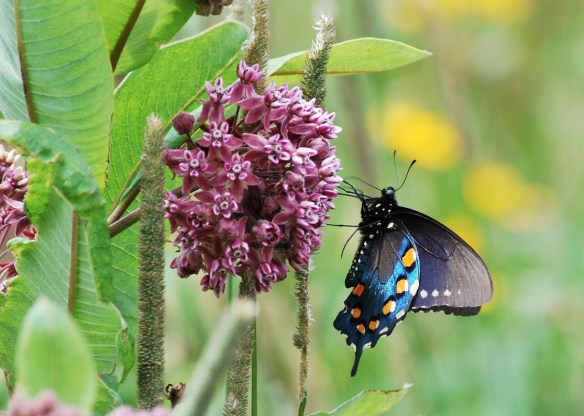 pipevinebutterfly_2013