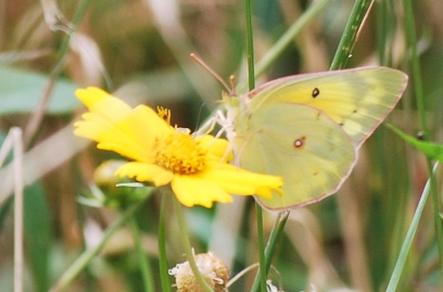 sulphurbutterfly_2013