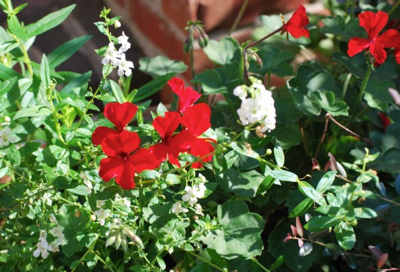 Thisyearsgeraniums2013