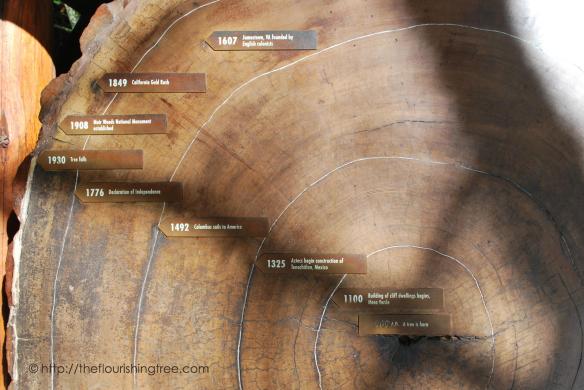 AncientTreesMuirWoods2014_ft