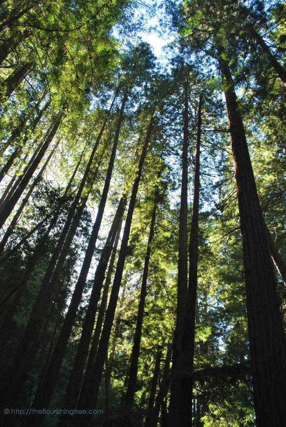 MuirWoodsLookingUp2014_ft