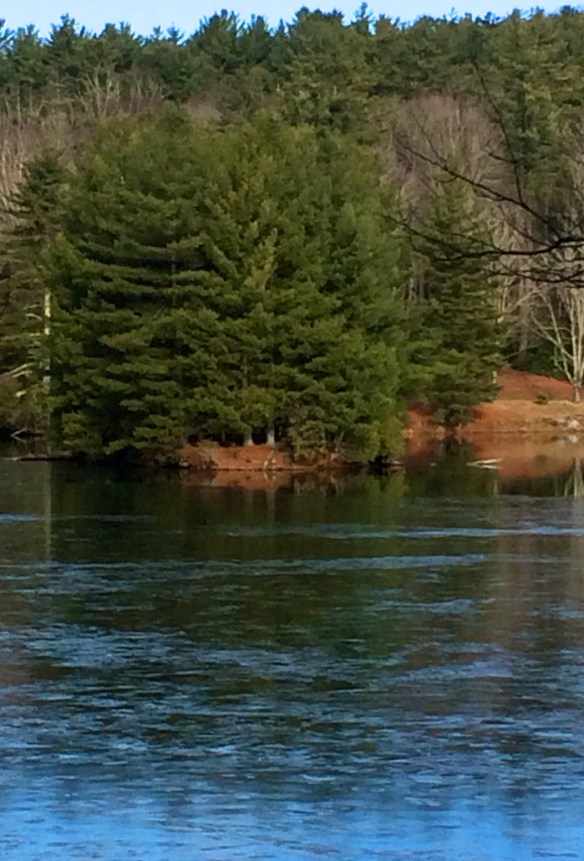 An island of flourishing trees
