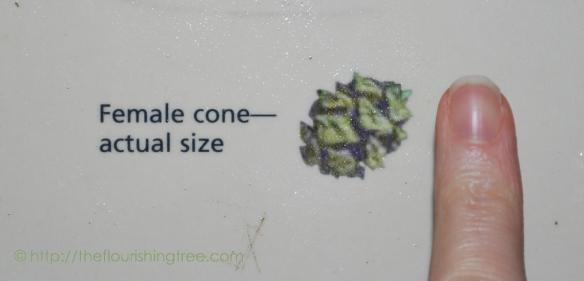 RedwoodConePic2014_ft