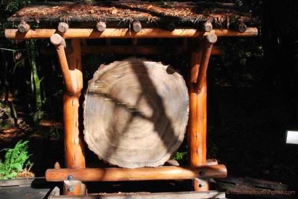 TreesRingsMuirWoods2014_ft