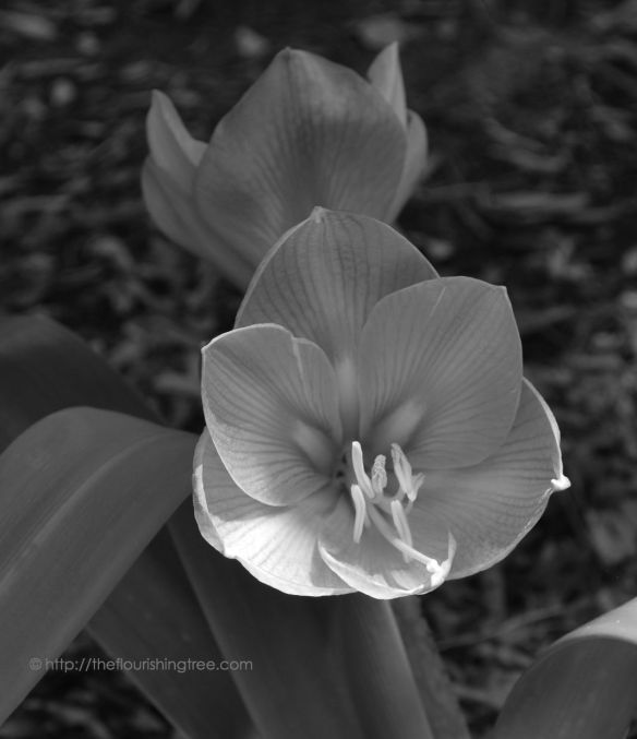 Amaryllisinblackandwhite_2014_FT