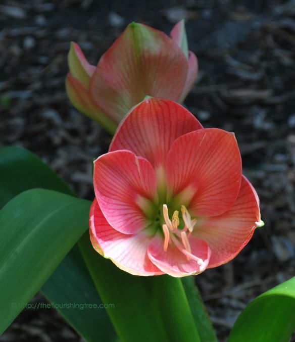 Amaryllisincolor_2014_FT