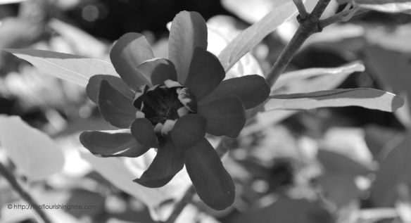 Calycanthusinblackandwhite_2014_FT