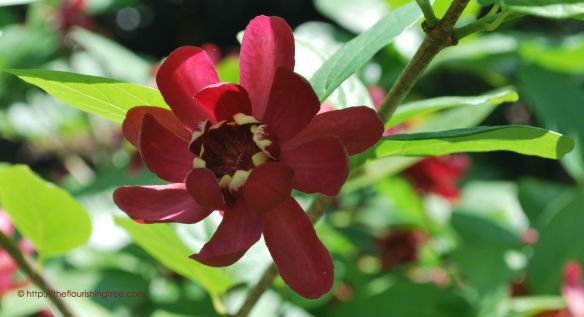 Calycanthusincolor_2014_FT