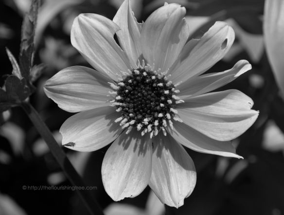 Chewedflowerinblackandwhite_2014_FT
