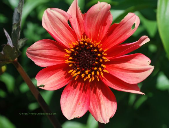 Chewedflowerincolor_2014_FT