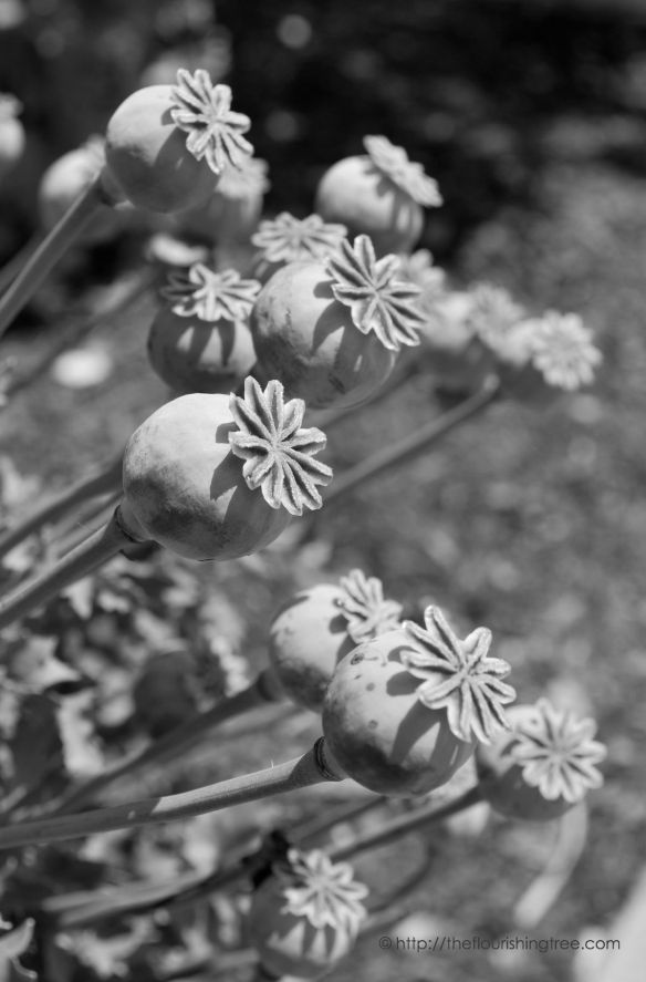 Flowerstobeinblackandwhite_2014_FT