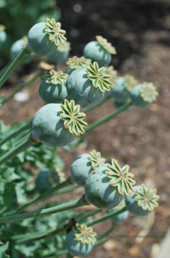 Flowerstobeincolor_2014_FT