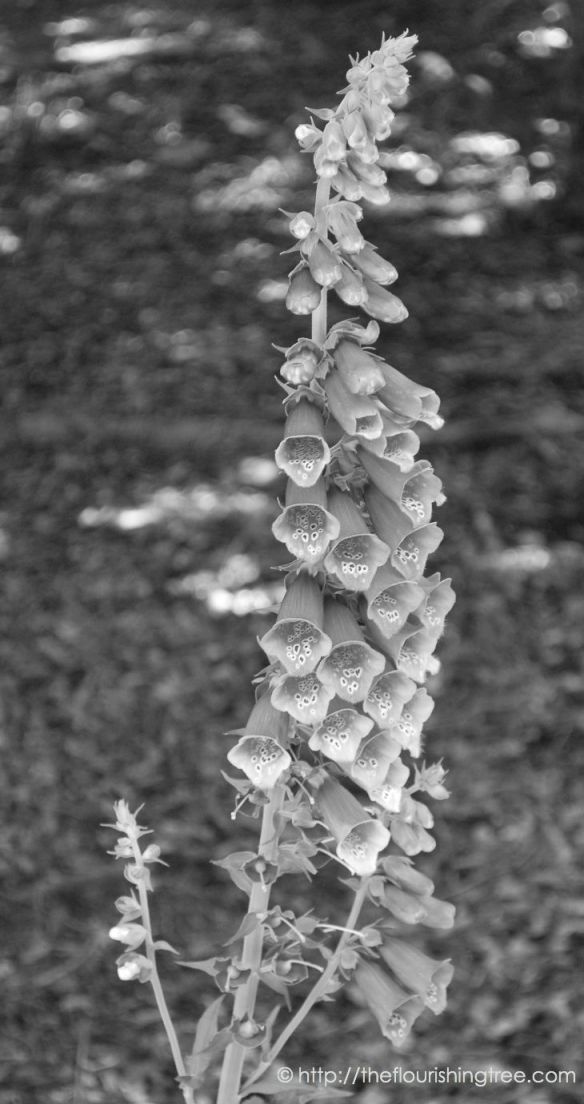 Foxgloveinblackandwhite_2014_FT