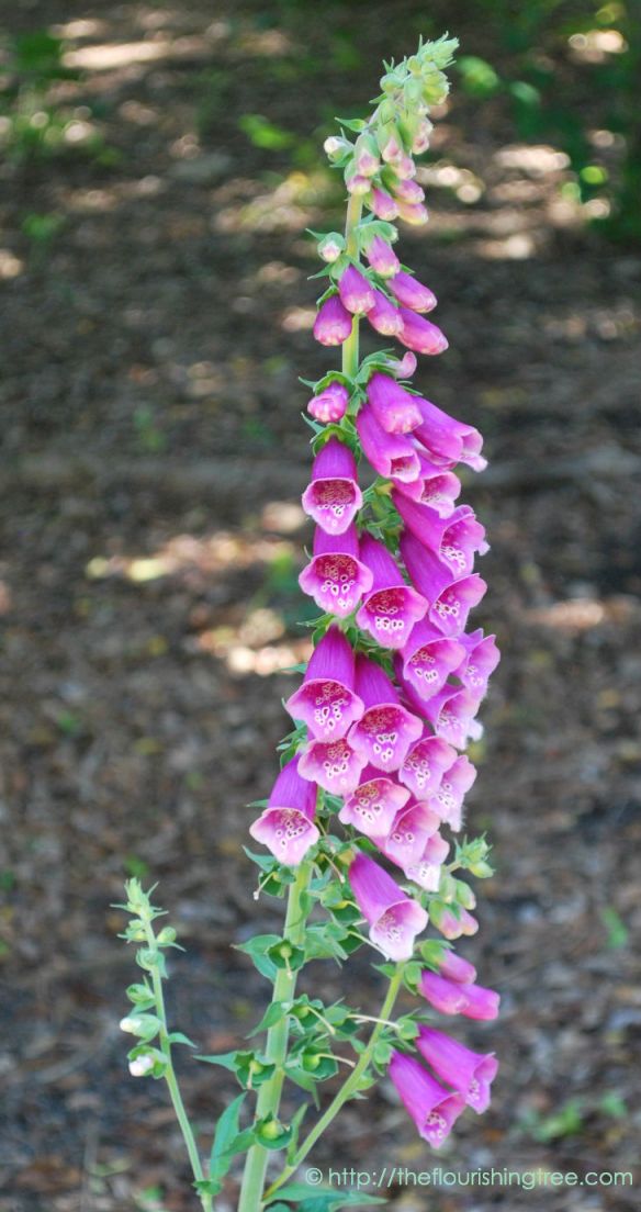 Foxgloveincolor_2014_FT