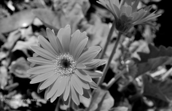 Gerbera1inblackandwhite_2014_FT