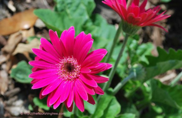 Gerbera1incolor_2014_FT
