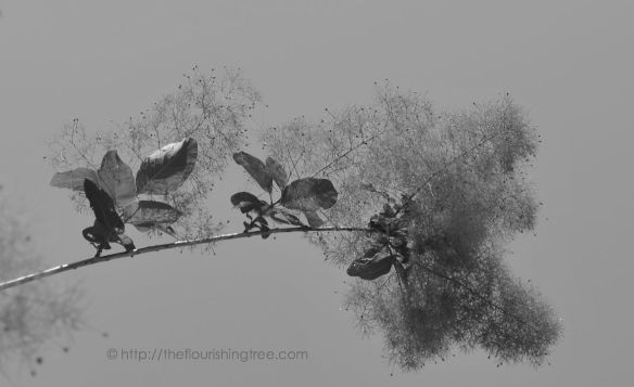 Graceinblackandwhite_2014_FT