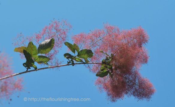 Graceincolor_2014_FT