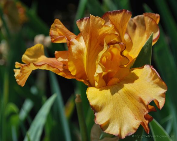 Iris2incolor_2014_FT