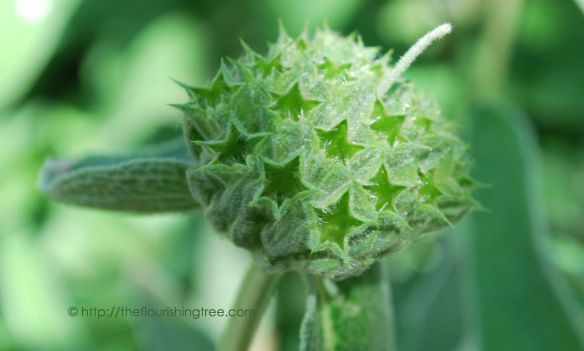 Jerusalemsage_2014_3FT