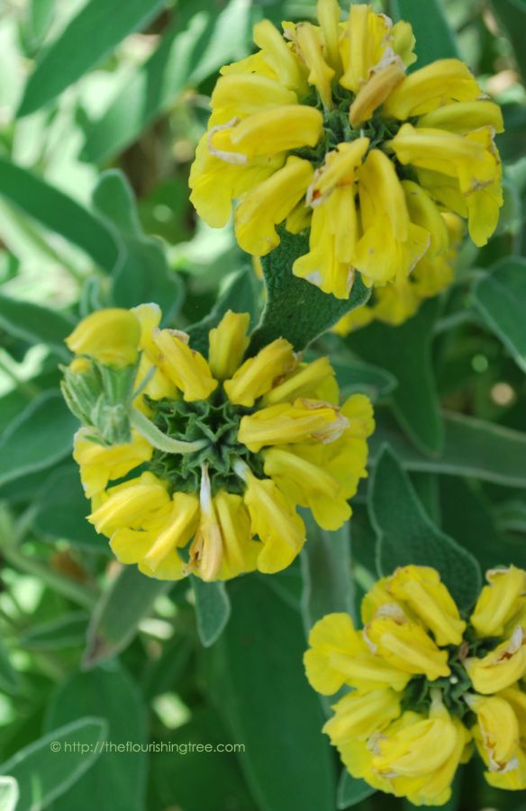 Jerusalemsage_2014_6FT