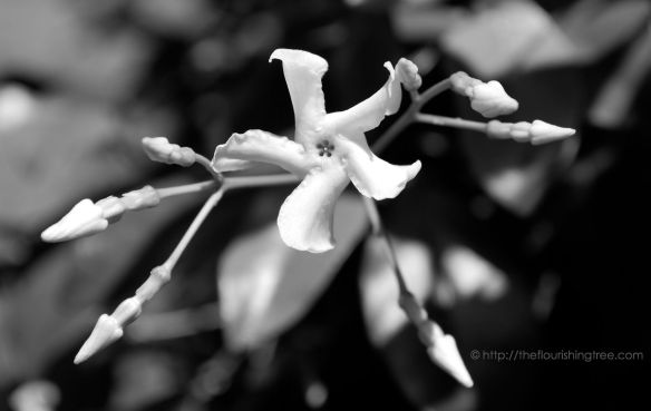 Jessamineinblackandwhite_2014_FT