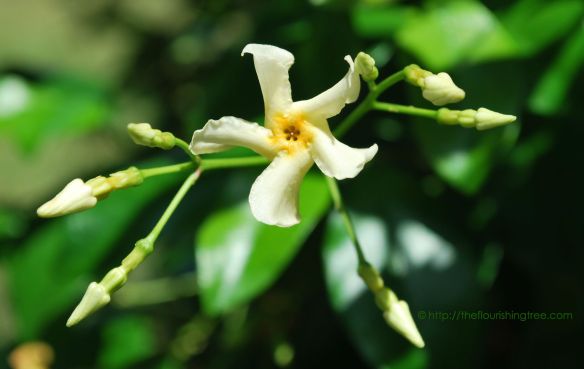 Jessamineincolor_2014_FT