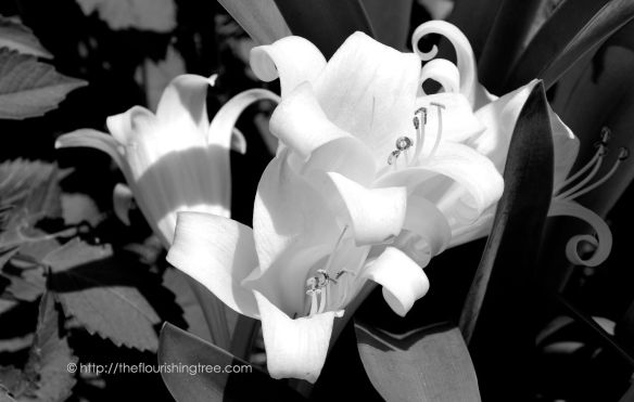Liliesinblackandwhite_2014_FT
