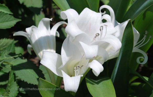 Liliesincolor_2014_FT