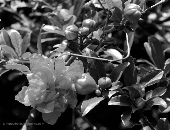 Pomegranateinblackandwhite_2014_FT