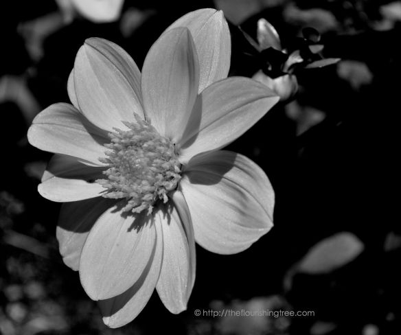 Shimmerinblackandwhite_2014_FT